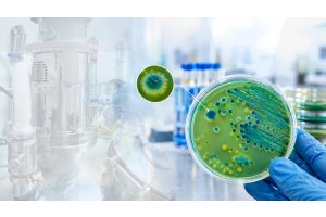 Cetrimide Agar: When Selective Growth Becomes a Microbial Clue