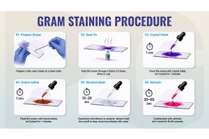 How Bacterial Cell Walls Decide the Final Colour in Gram Staining
