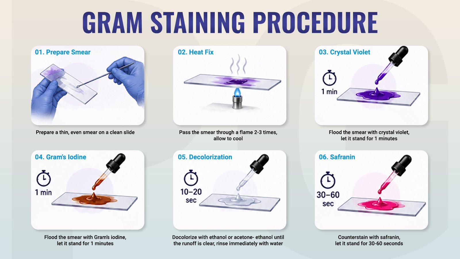 How Bacterial Cell Walls Decide the Final Colour in Gram Staining